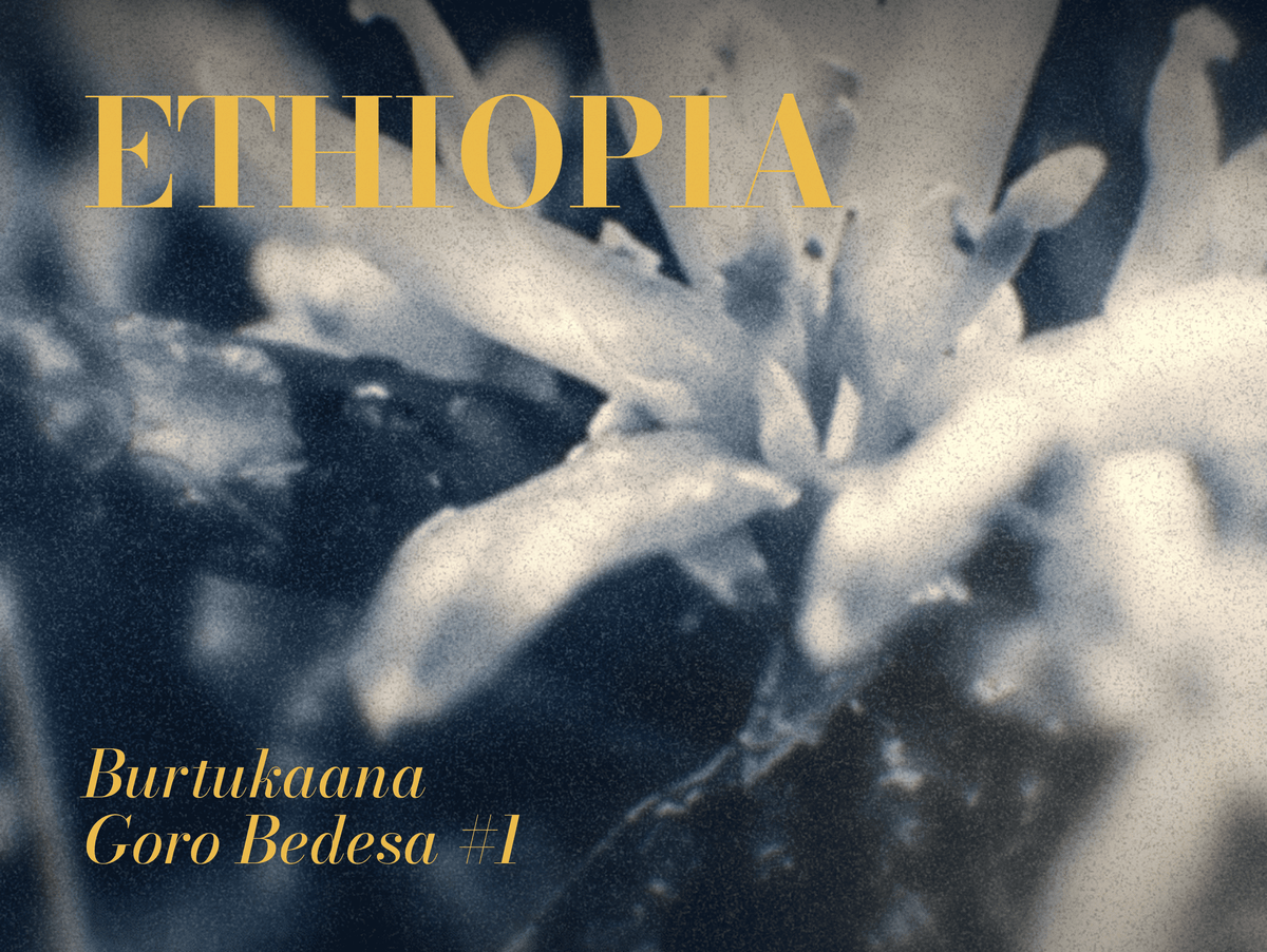 Ethiopia Burtukaana Goro Bedesa #1