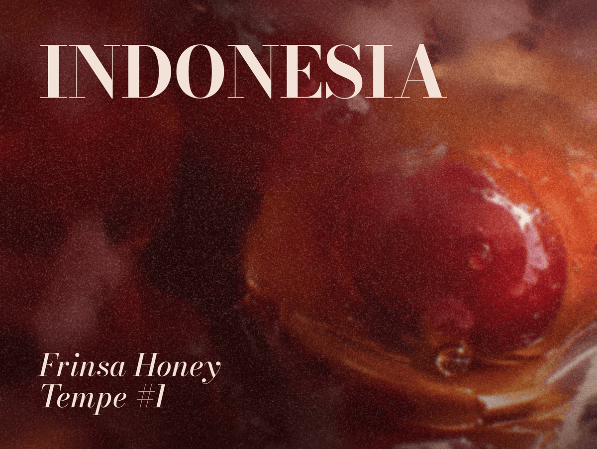 Indonesia Frinsa Honey Tempe #1